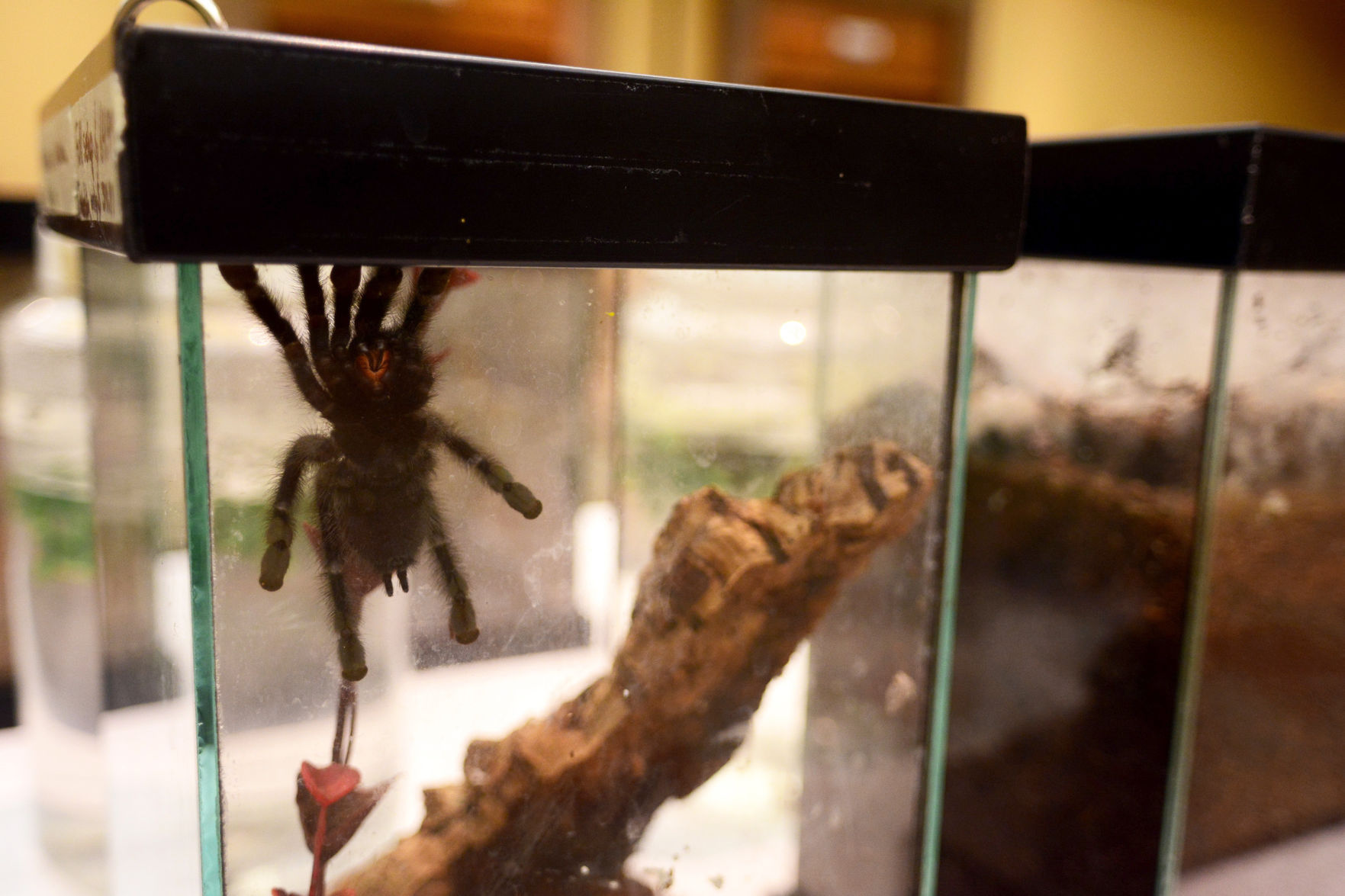 Southern Arizona tarantulas